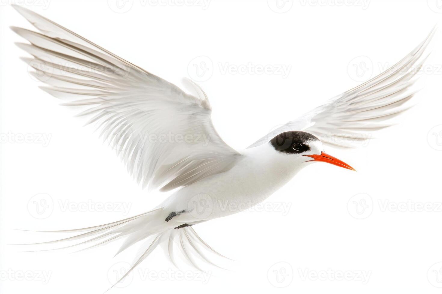 stunning roseate tern glides gracefully through the air, showcasing its long, pointed wings and distinctive bill, embodying elegance in flight. photo