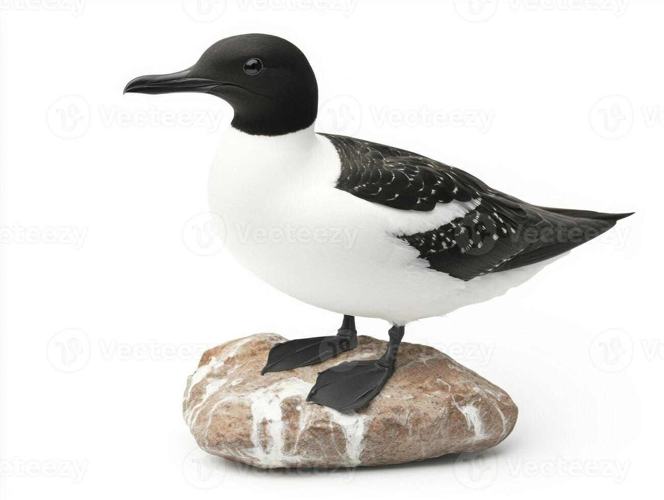 common murre stands proudly on a rocky ledge, its distinctive black and white feathers contrasting beautifully with the minimalist white background. A captivating portrayal of avian elegance. photo