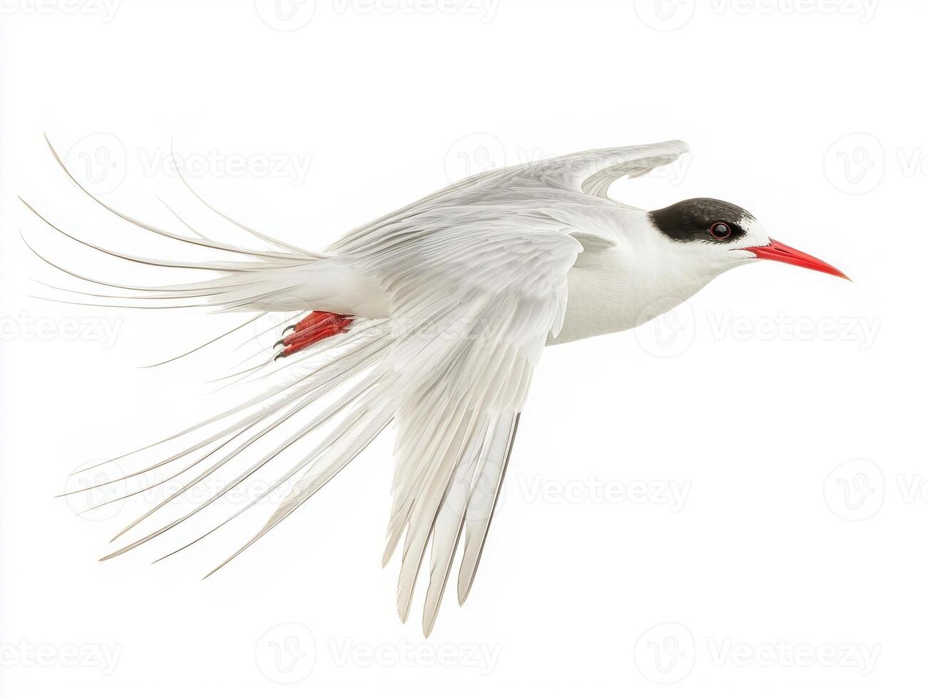 stunning roseate tern glides effortlessly with its long tail feathers trailing behind, capturing the essence of flight against a bright, white background, embodying beauty in motion. photo