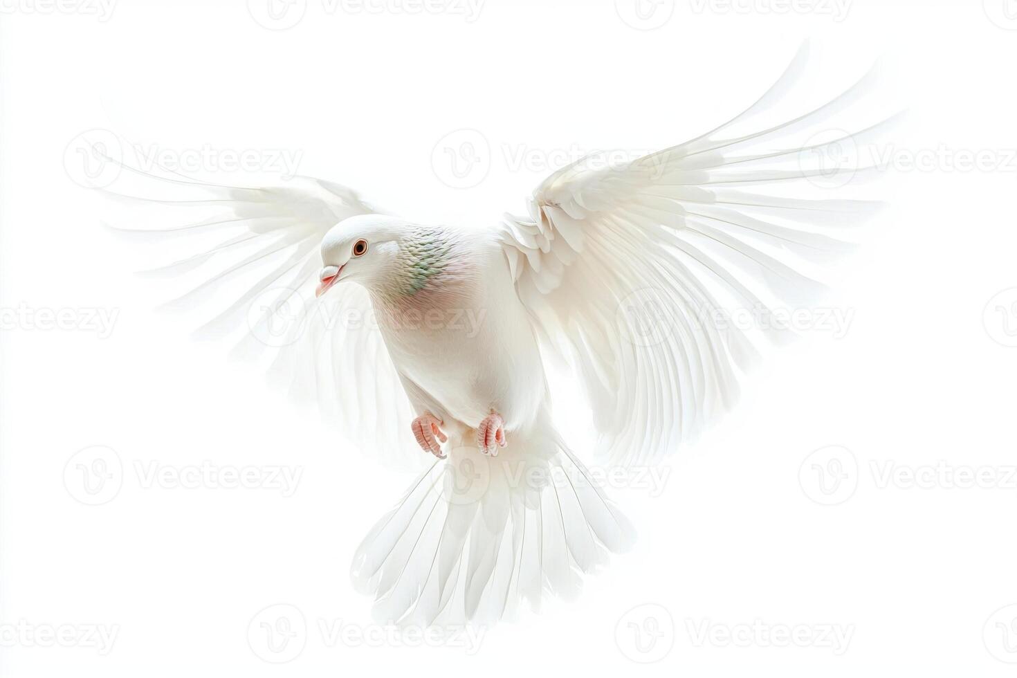 In a stunning display of agility, a pigeon soars through the air, its wings outstretched and flapping energetically against an immaculate white background photo