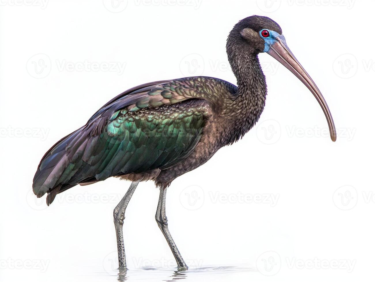 striking bird stands in shallow waters, displaying its vibrant feathers and elongated beak, perfectly isolated to highlight its unique beauty. photo