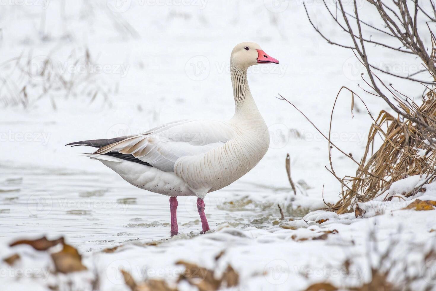 snow goose, with its pristine white plumage and vibrant pink beak, stands proudly along the snowy shore, embodying the beauty of winter wildlife in a tranquil setting. photo