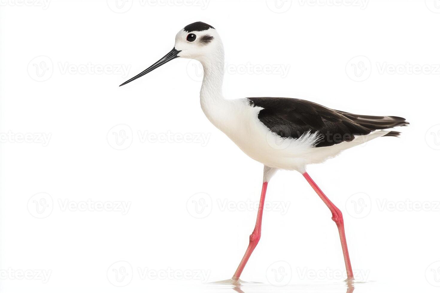 solitary black-winged stilt elegantly strides through shallow water, its distinctive black-and-white plumage reflecting the serene environment around it, creating a tranquil atmosphere. photo