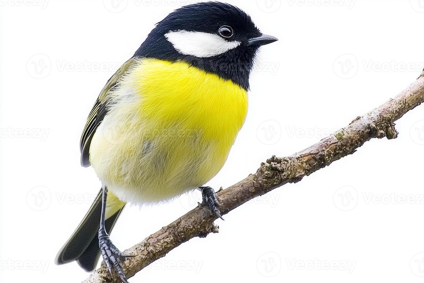 captivating bird highlights its stunning colors as it sits perched on a branch photo