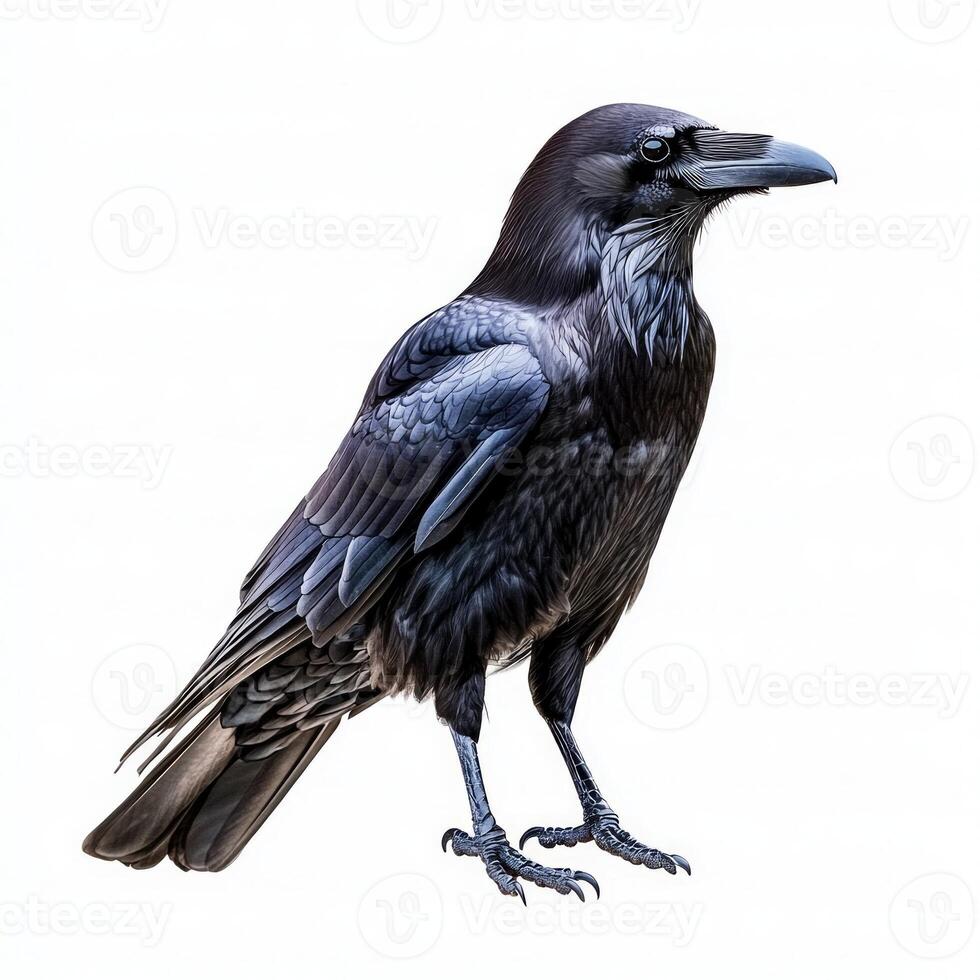 Tcaptivating raven stands tall, showcasing its glossy black feathers and sharp beak. The contrast with a white background enhances the bird's enchanting features and allure. photo