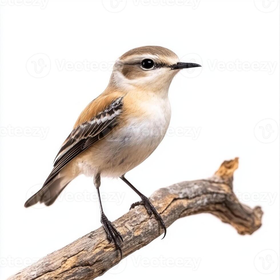 northern wheatear perches elegantly on a slender branch, displaying its intricate white and brown feathers. This small bird captures the beauty of nature's design. photo