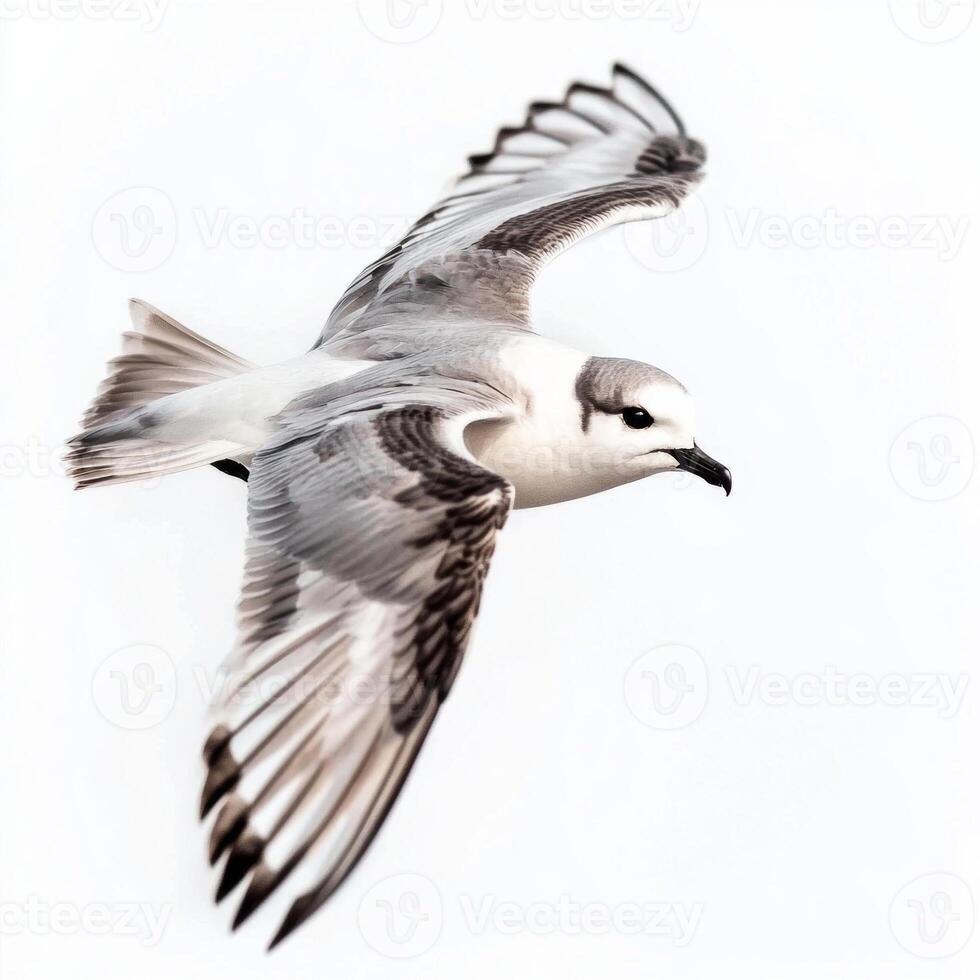 white-faced storm petrel soars elegantly through the air, showcasing its striking gray body and distinct white face in full flight against a minimalist backdrop. photo