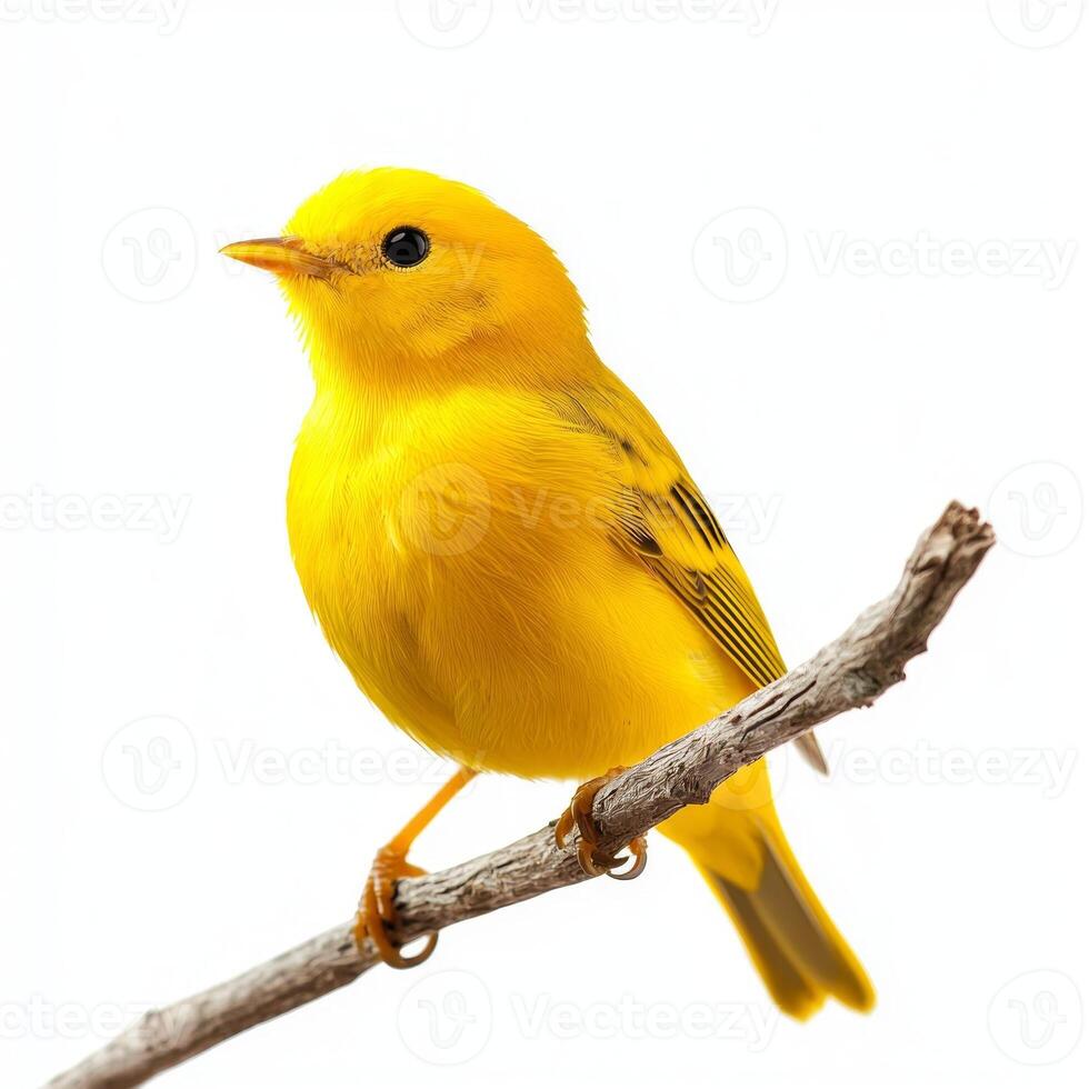 yellow warbler perches on a slender branch, its vivid yellow feathers contrasting beautifully against a stark white background, revealing its intricate patterns and charm. photo