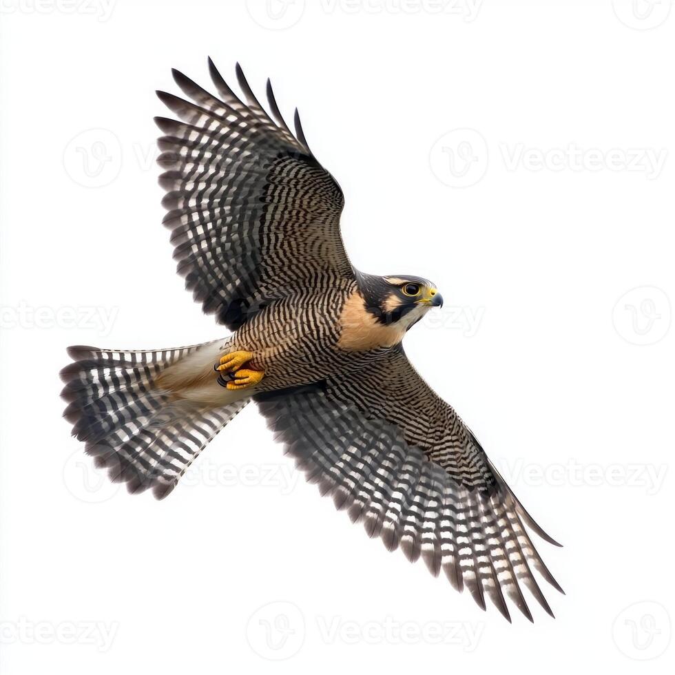 majestic sparrowhawk displays its remarkable agility and distinct markings while flying, wings tucked in, isolated beautifully against a blank white canvas. photo
