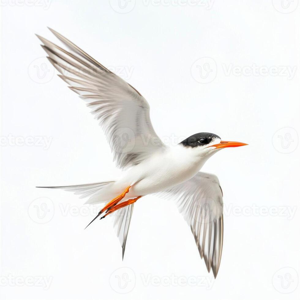 little tern soars effortlessly through the air, its pointed wings outstretched and forked tail trailing behind. This delicate bird embodies freedom and grace against a pristine backdrop. photo
