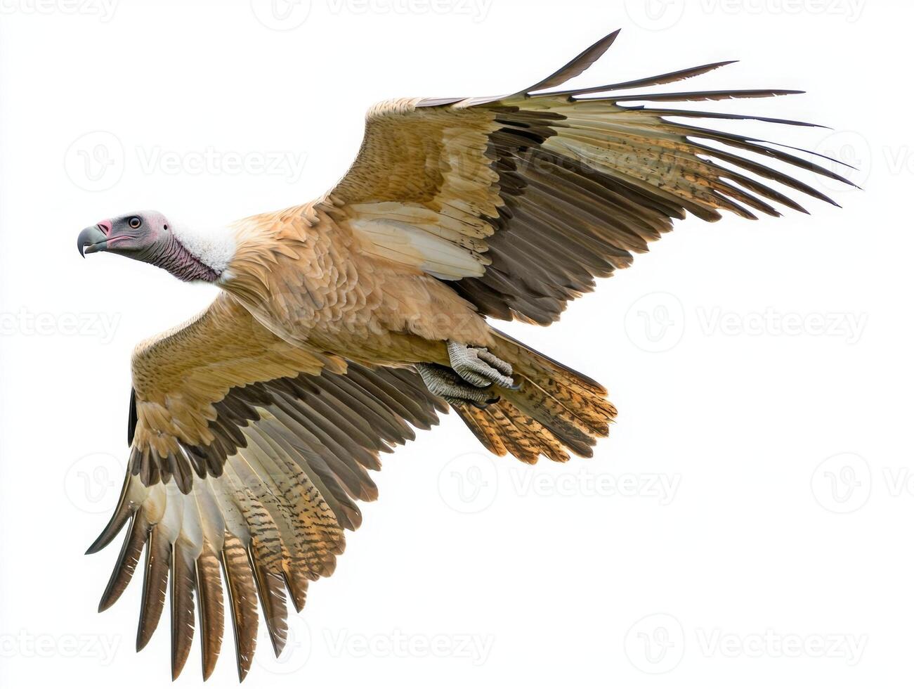 vulture takes to the skies, its broad wings spread wide as it glides effortlessly. The stunning bird embodies grace and strength in its flight on a pristine background. photo