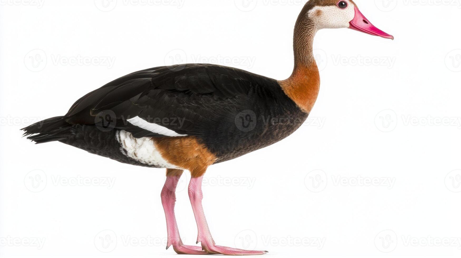 black-bellied whistling duck poses elegantly near a water source, highlighting its striking features, including a long neck and pink legs, in a serene setting. photo