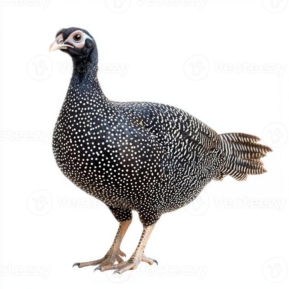close-up showcases a guineafowl displaying its unique spotted feathers and small head, perfectly isolated on a bright white background, emphasizing its unique features. photo