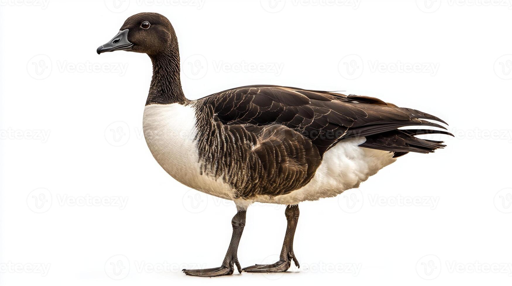 solitary brent goose stands near calm waters, highlighting its elegant black-and-white feathers. The serene atmosphere captures the beauty of this waterfowl species in its natural habitat. photo