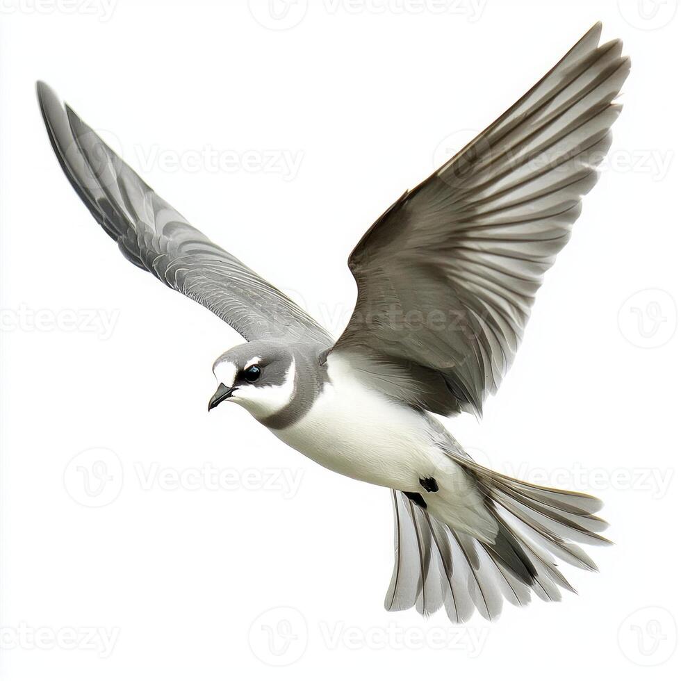 white-faced storm petrel glides effortlessly through the air, its wings fully extended, highlighting the contrast of its gray body and distinct white face photo