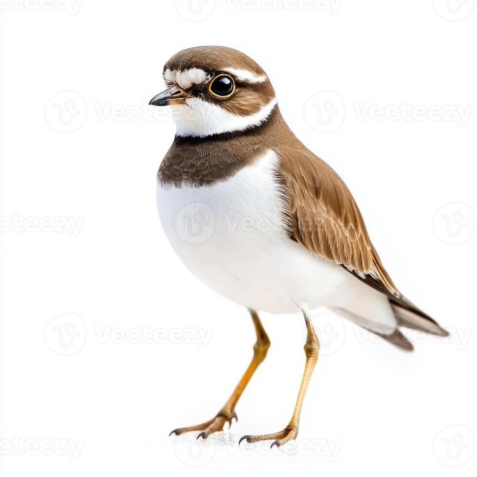charming semipalmated plover stands near water, showcasing its unique brown-and-white plumage. The bird captures attention with its alert posture and vivid details. photo