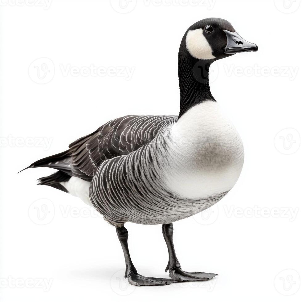barnacle goose stands gracefully on the shore, its black-and-white head and neck contrasting beautifully against the soft background, highlighting its elegant form. photo