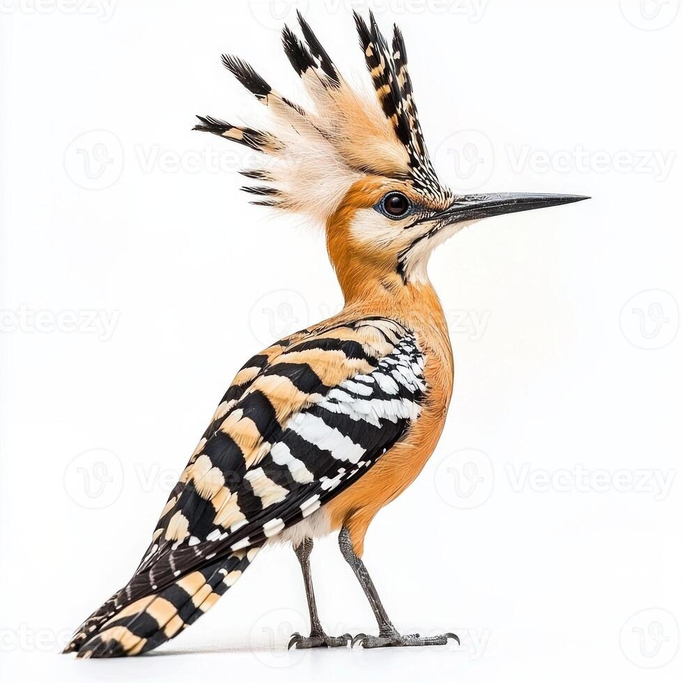 striking hoopoe stands proudly, its colorful feathers and distinctive crest creating an eye-catching silhouette. This curious bird captures attention effortlessly. photo