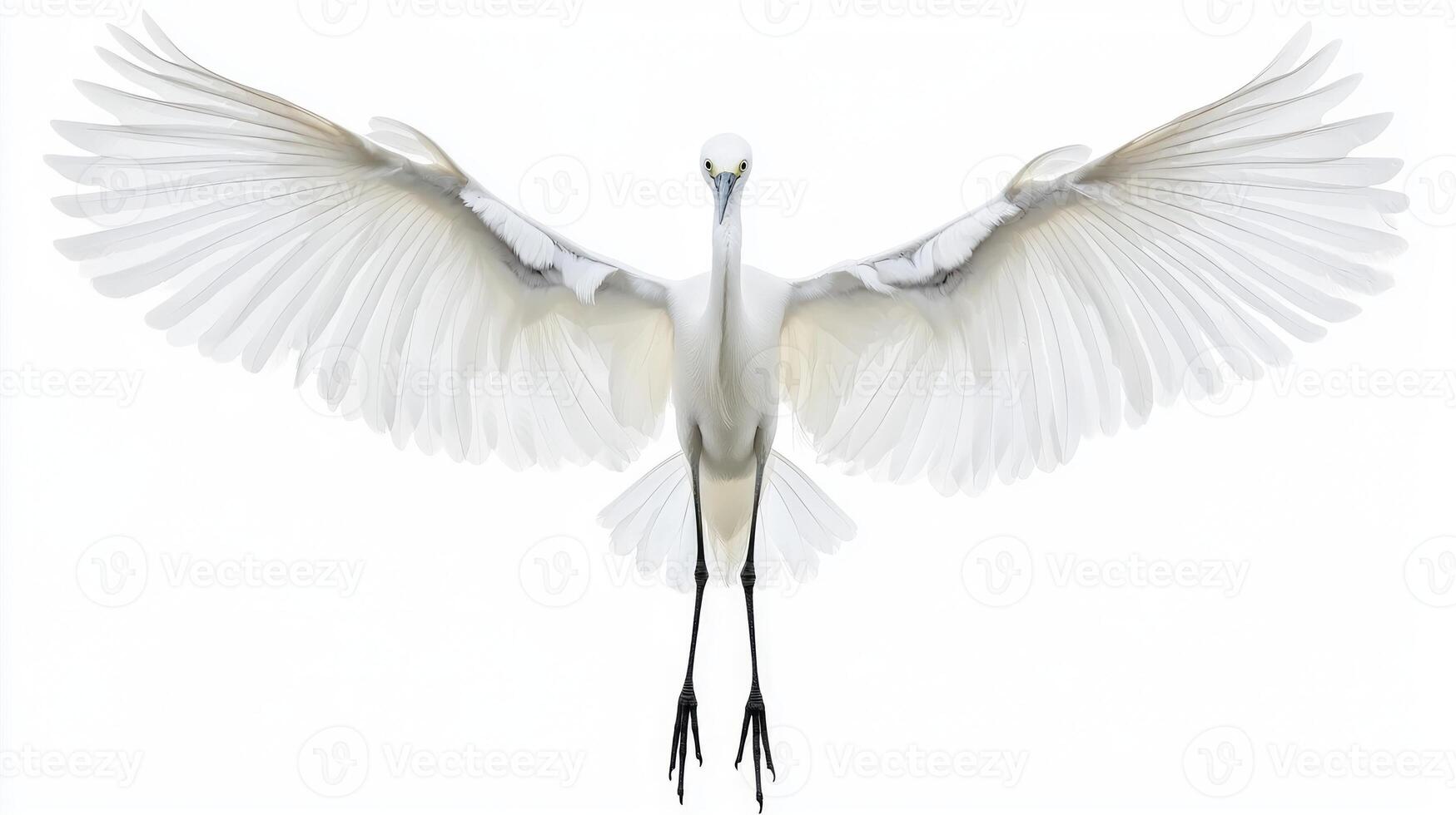 little egret takes to the sky, wings fully extended in a magnificent display of white plumage. This moment captures its graceful flight, embodying freedom and beauty. photo