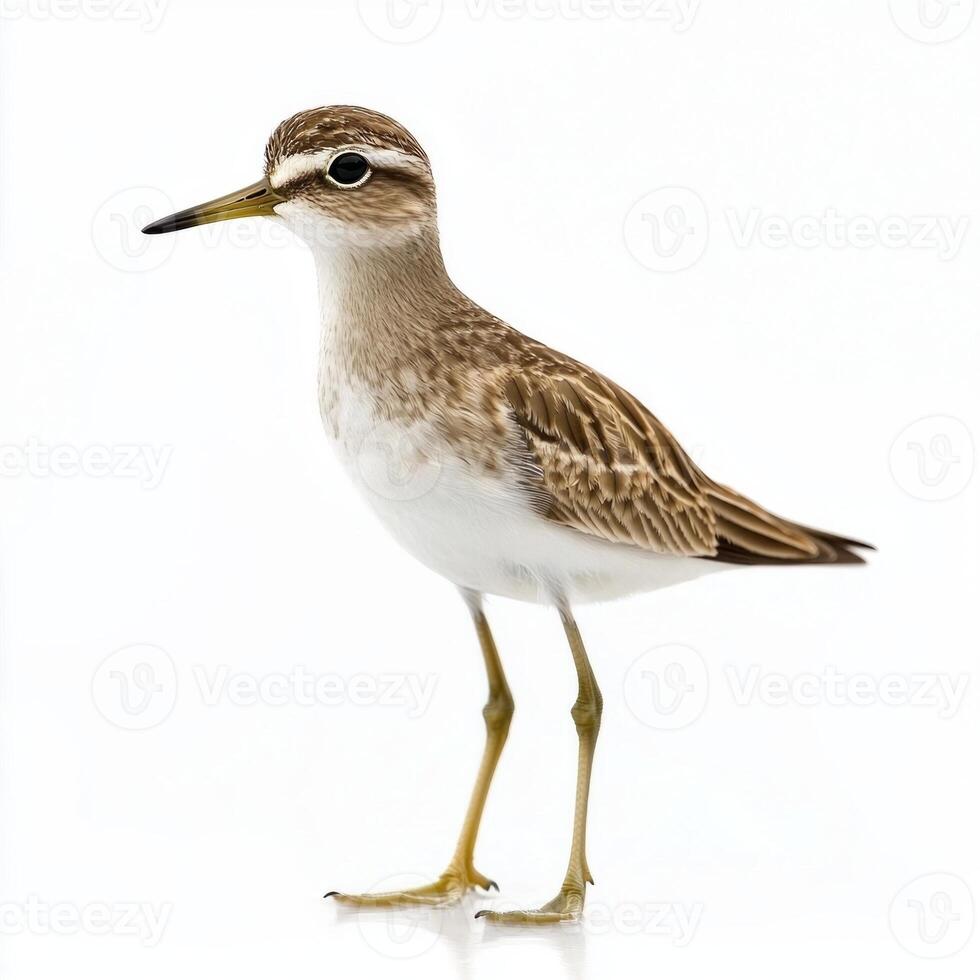least sandpiper stands calmly near the water's edge, its small body and short legs perfectly visible as it explores its environment with curiosity and grace. photo