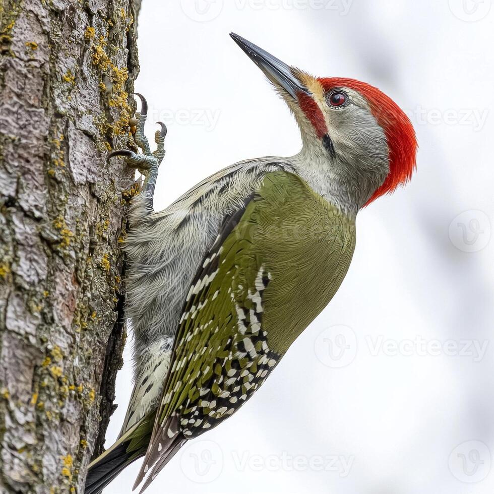 close-up captures a European green woodpecker as it clings to a tree trunk, showcasing its brilliant green and red feathers against a soft, white background. photo
