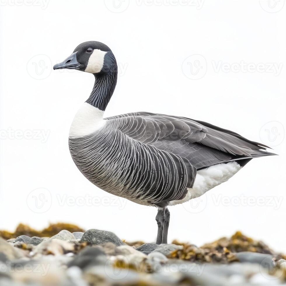 barnacle goose poses elegantly, its distinctive black-and-white head and neck contrasting beautifully with the tranquil environment, embodying nature's artistry. photo