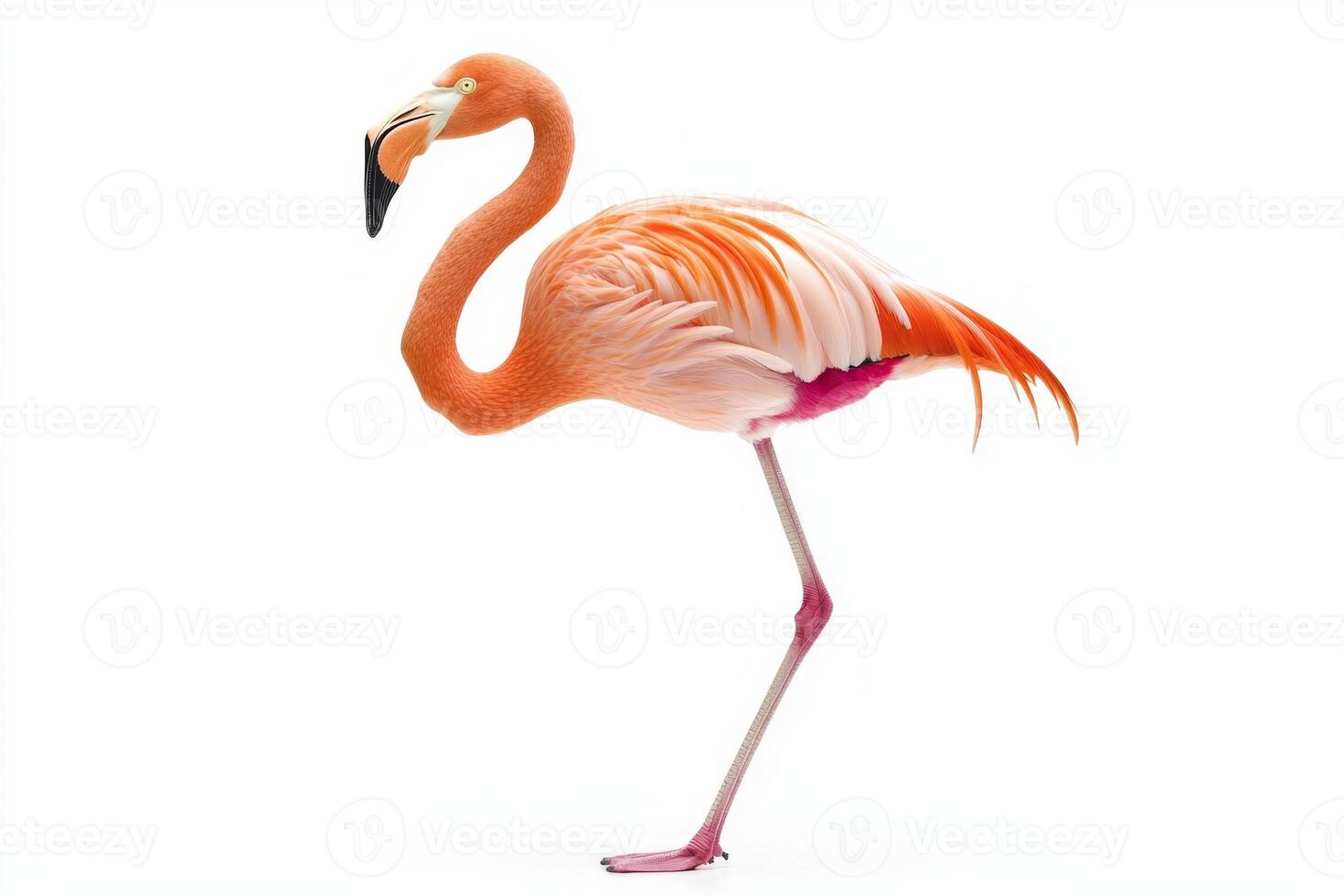 striking flamingo balances on one leg, its long neck arched beautifully. The vivid pink feathers create a stunning contrast against the pure white background. photo