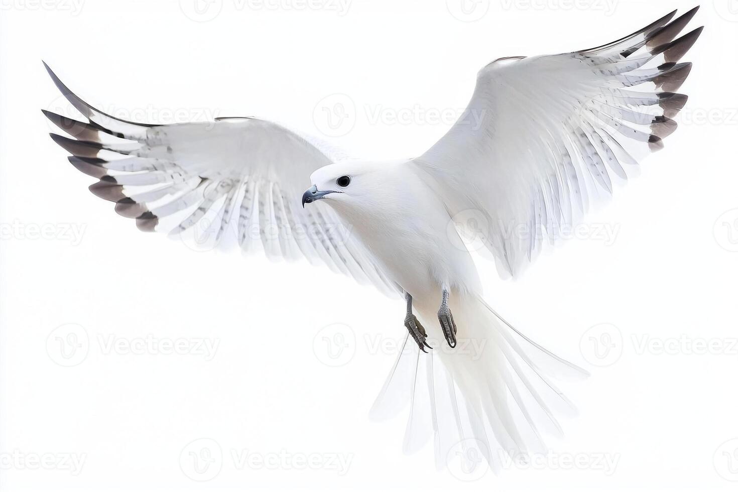 stunning kite bird glides effortlessly through the air, its sharp wings and long tail feathers fully extended, embodying the beauty of flight and freedom against a pure white background. photo