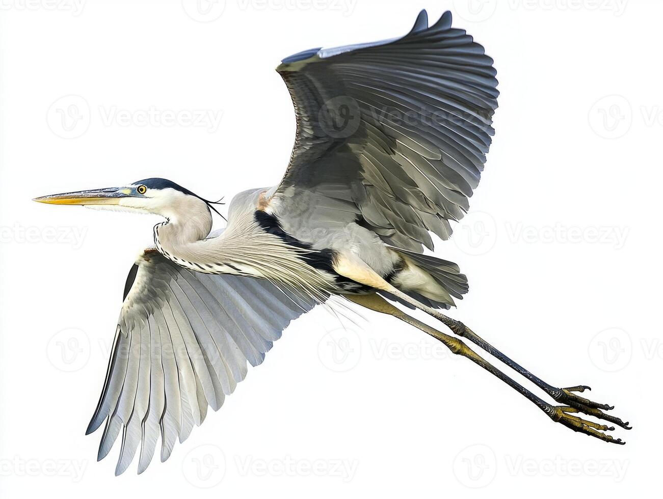 majestic heron soars effortlessly with its long wings fully extended, showcasing its elegant form in flight. The bird's striking features stand out against a clean, white background. photo