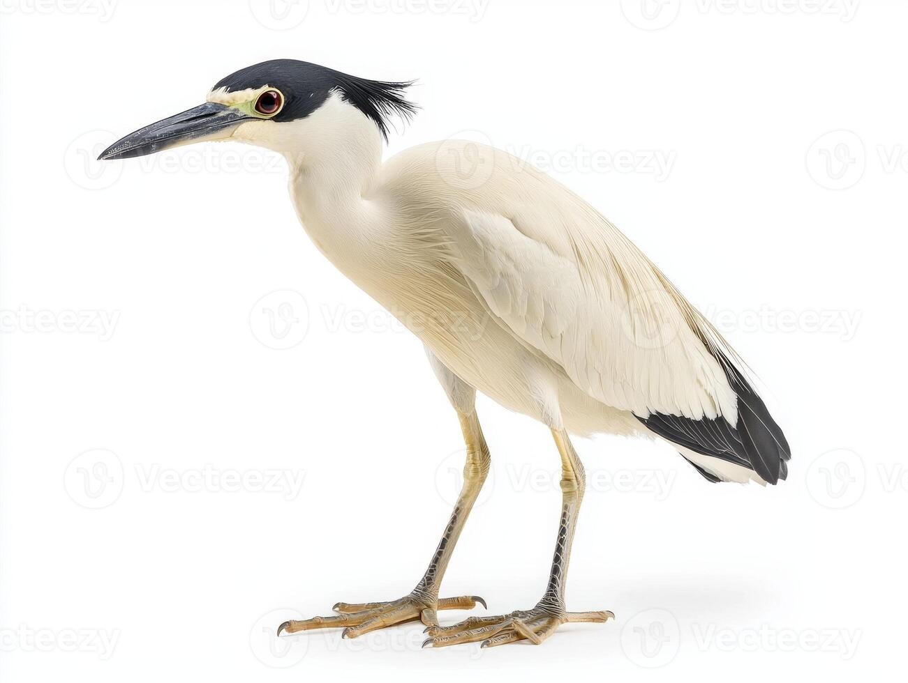 black-crowned night heron stands with its neck gently tucked, displaying its captivating white and black feathers in a serene manner, seemingly frozen in time. photo