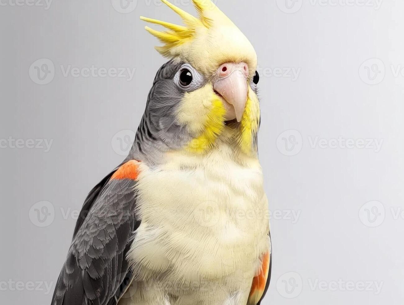 delightful cockatiel, with its crest raised, showcases stunning yellow and grey feathers, creating a striking contrast against the white background. photo