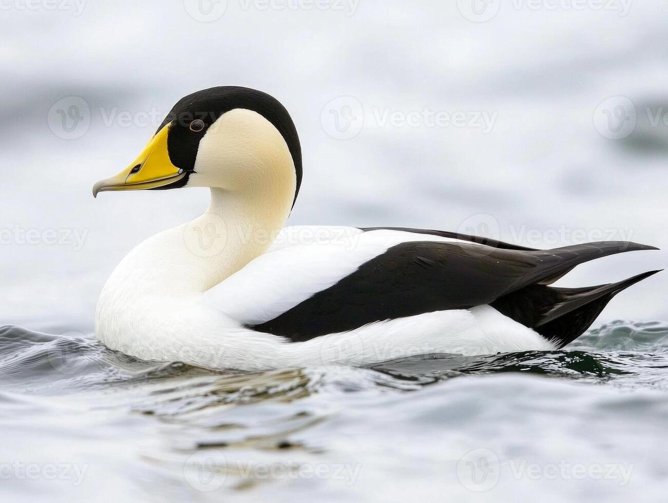 common eider swims smoothly, displaying its distinctive black-and-white feathers and vibrant yellow beak. This aquatic bird embodies elegance in its natural habitat. photo