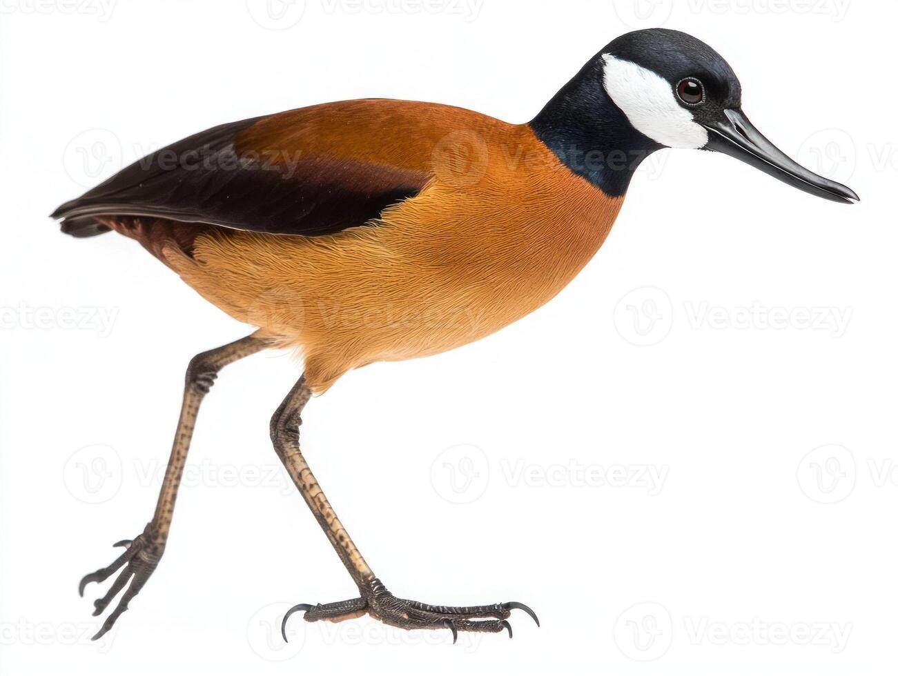 elegant jacana takes a purposeful walk across a white background, highlighting its remarkable long legs and uniquely adapted toes while embodying the beauty of avian motion. photo