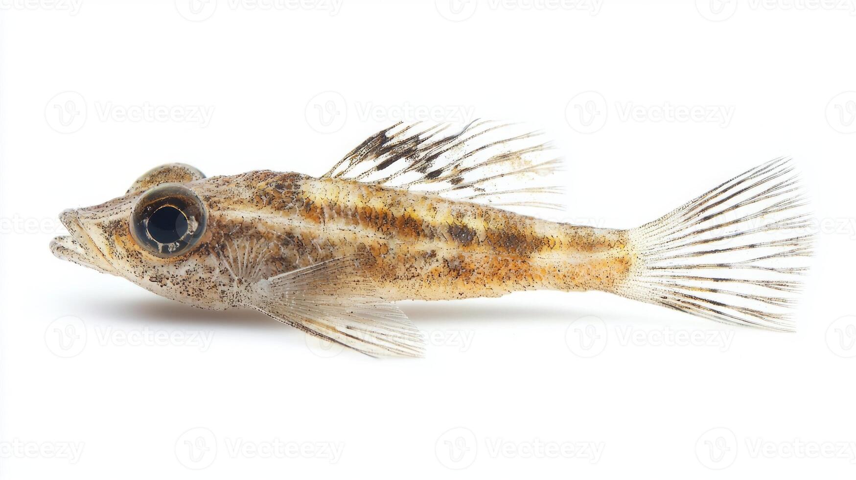 lanternfish from the Myctophidae family is displayed on a white background highlighting its unique features and characteristics typical of deep sea fish species. photo