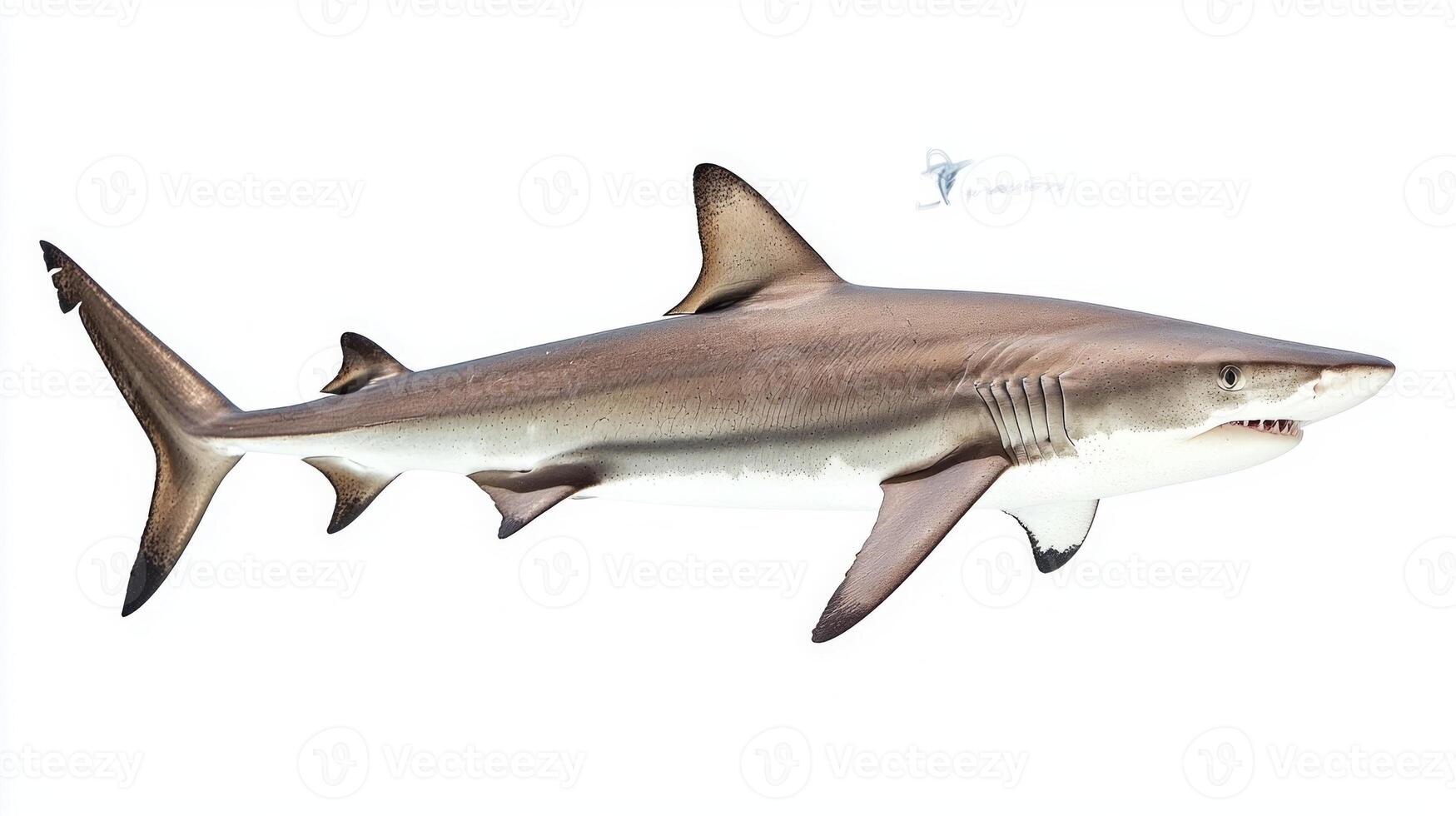 mackerel shark known scientifically as Lamna nasus is presented in isolation against a white backdrop highlighting its sleek body and unique characteristics. photo