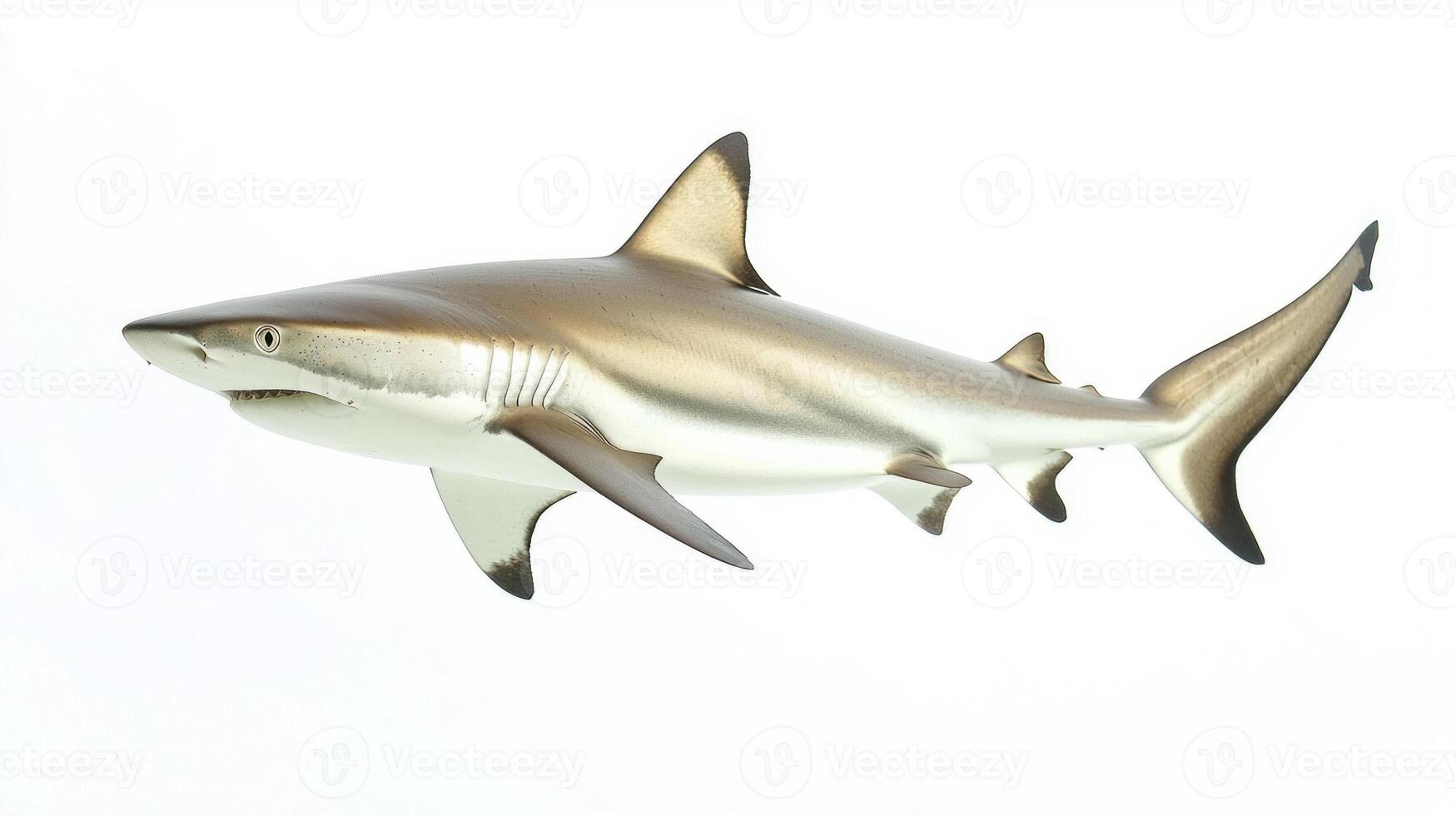 Red Tail Shark is showcased with its vibrant colors and unique shape against a pristine white background highlighting its natural beauty and characteristics. photo