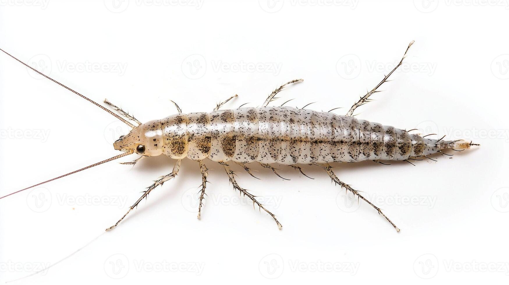 Silverfish a member of the Argentiniformes displays its slender elongated body and distinct antennae against a clean white backdrop highlighting its unique morphology photo