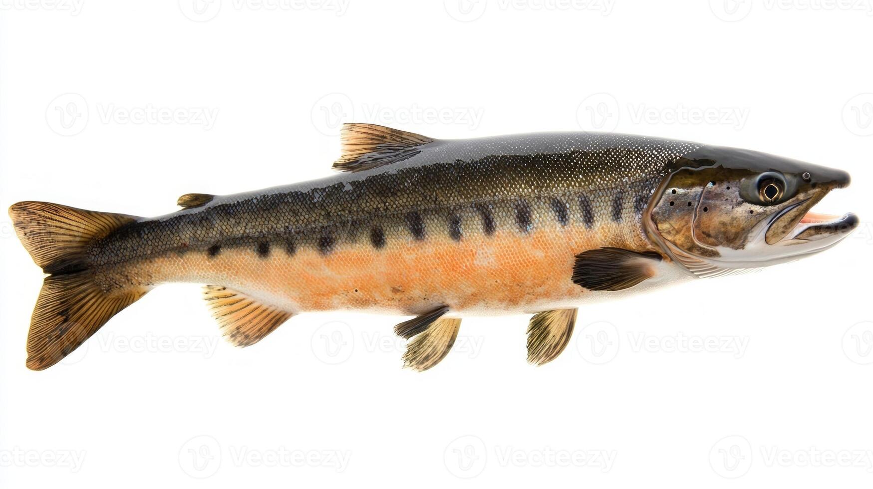 sharp depiction highlights a Chum Salmon showcasing its distinct coloration and features ideal for studying fish breeds and aquatic life. photo