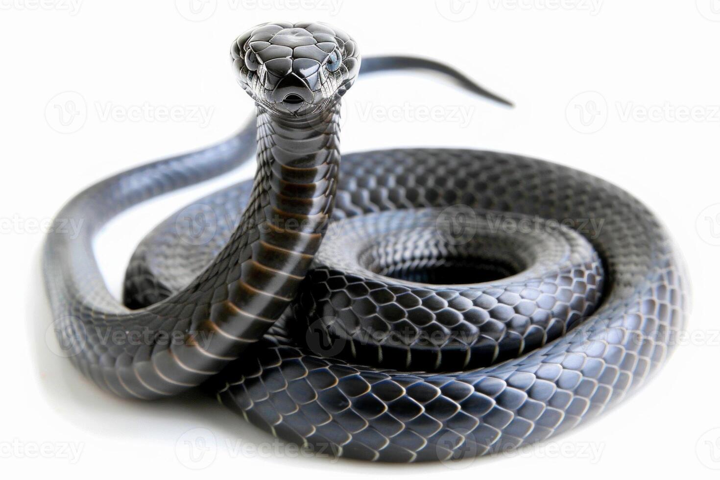 elegant Black Mamba reveals its smooth grey scales as it stretches out fully. This snake showcases its impressive form highlighting its agile nature against a stark white backdrop. photo