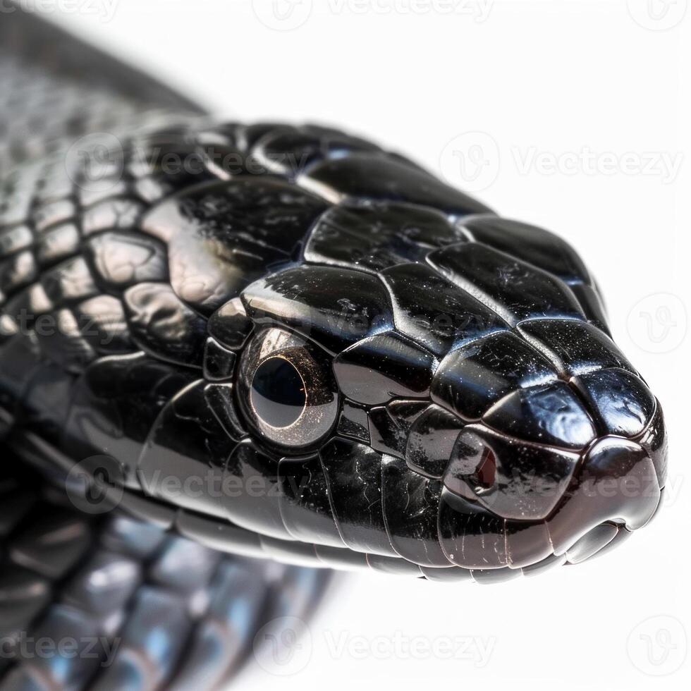 striking Black Racer Snake is elegantly stretched out in a high key lighting setup emphasizing its sleek black body and detailed scales on a clean white backdrop. photo