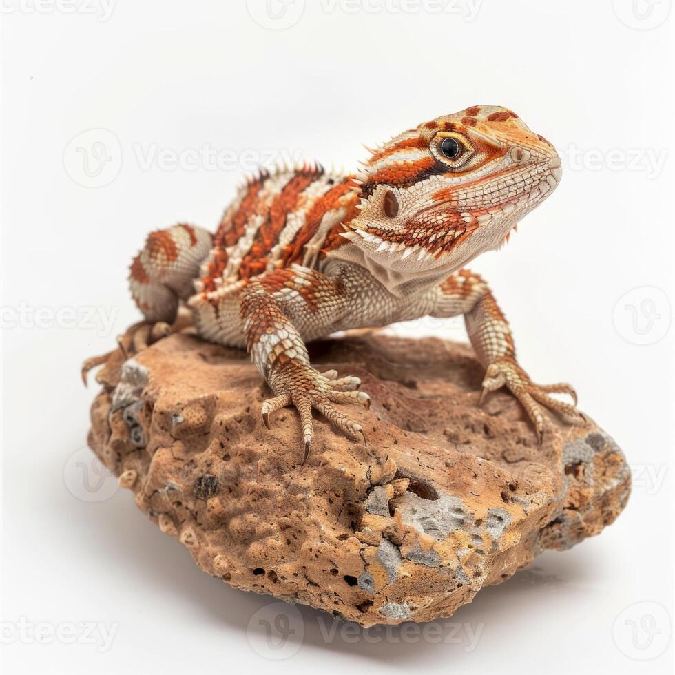 Desert Spiny Lizard rests gracefully on a rock highlighting its vibrant scale patterns and textures. The white background brings focus to the lizards striking details and pose. photo