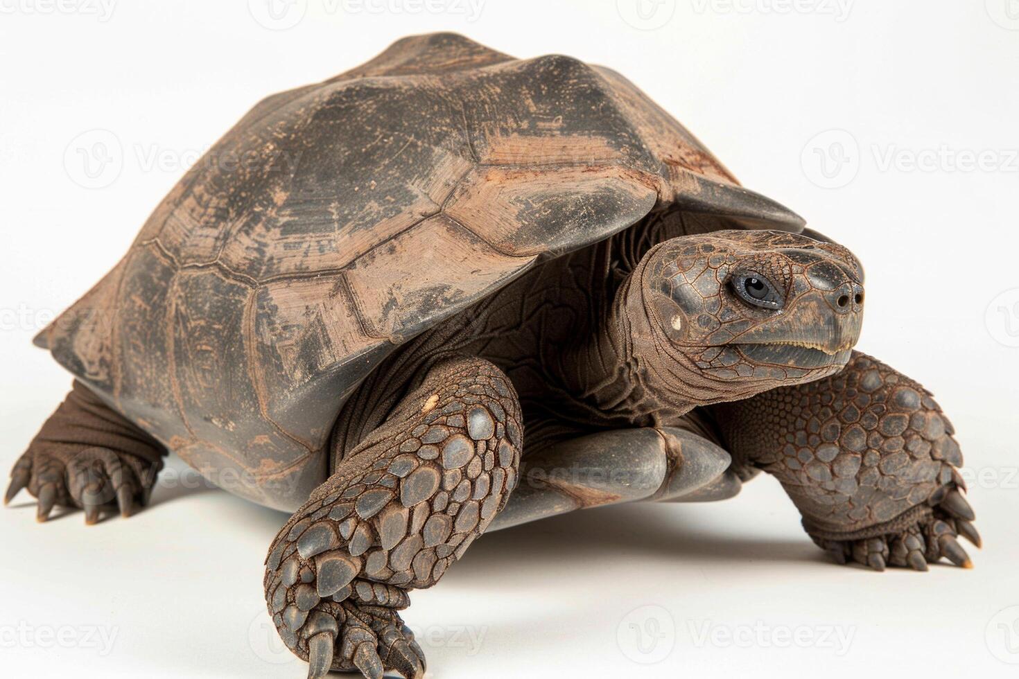 Gopher Tortoise is moving forward highlighting its distinct rough shell and textured skin against a clean white backdrop. The soft lighting enhances its natural beauty. photo