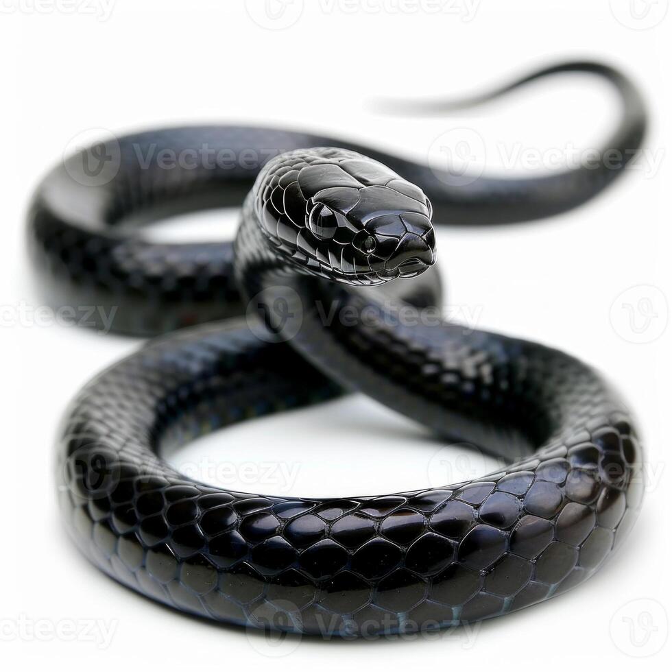 Eastern Indigo Snake is stretched out gracefully displaying its glossy black scales under bright lighting emphasizing its elegance and unique texture. photo