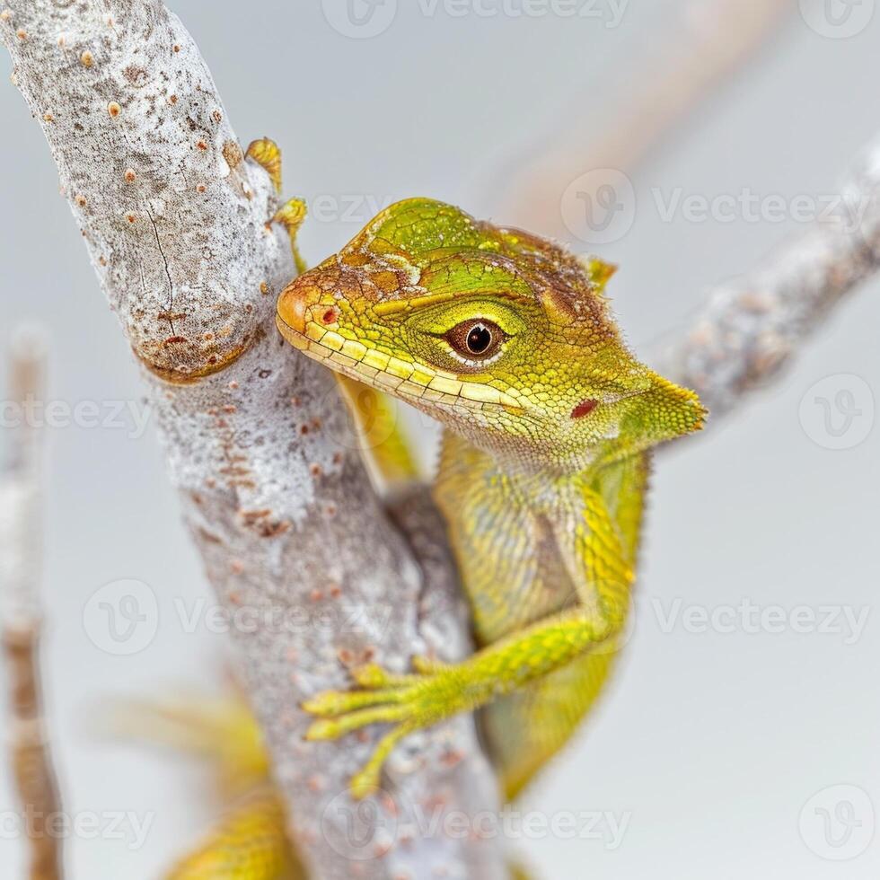 vibrant Emerald Swift Lizard showcases its bright green scales while resting on a branch highlighted by soft lighting in a minimalist environment. photo