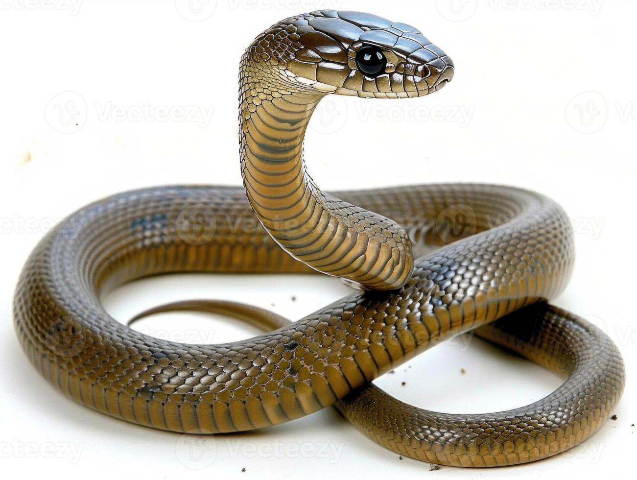 captivating snake is posed with its hood partially expanded emphasizing its striking features under dramatic lighting. It is set against a clean white backdrop highlighting its beauty. photo
