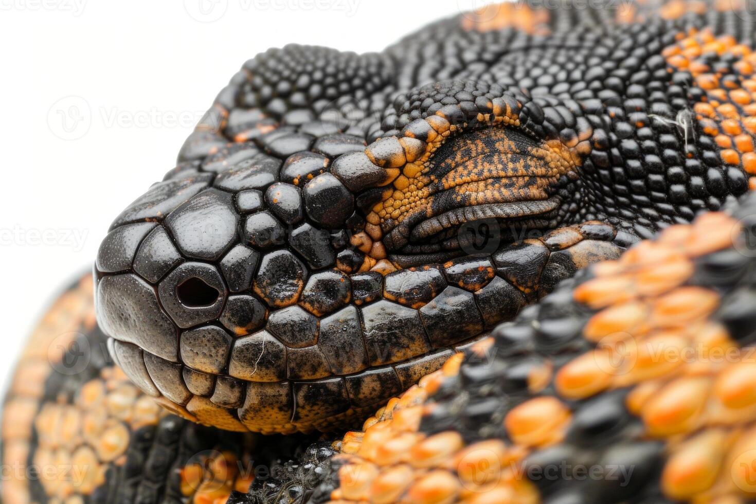 Gila Monster displays its striking black and orange patterned scales while lying calmly against a white background illuminated by soft studio lighting. photo