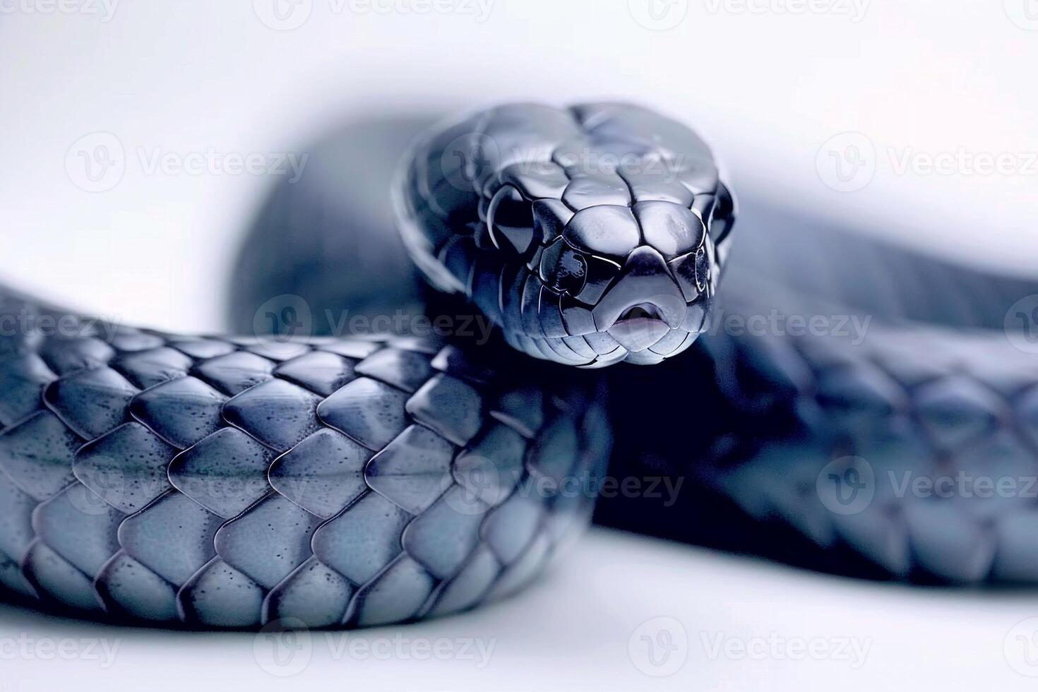 Black Mamba snakes gracefully stretches showcasing its sleek grey skin under bright lighting. The striking reptile lies isolated highlighting its unique features and elegance. photo