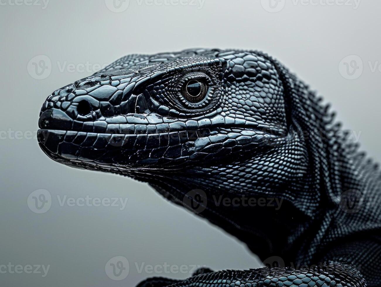 Black Tree Monitor lizard showcases sleek black scales while climbing with elegance on pure white background highlighting unique features and textures in high key light. photo