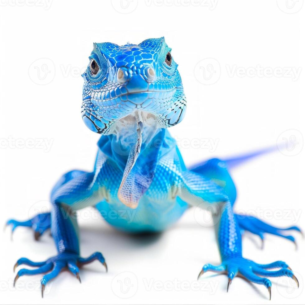 blue iguana displays its vivid blue scales while standing alert against a clean white backdrop showcasing its unique features and textures in soft shadows. photo