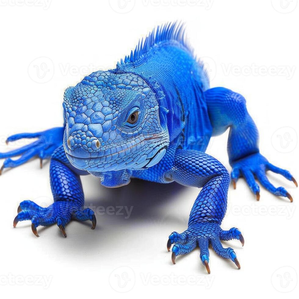 Blue Iguana displays its captivating blue scales while standing alert on a white background showcasing its unique features and vibrant coloration. The soft shadows enhance its striking appearance. photo